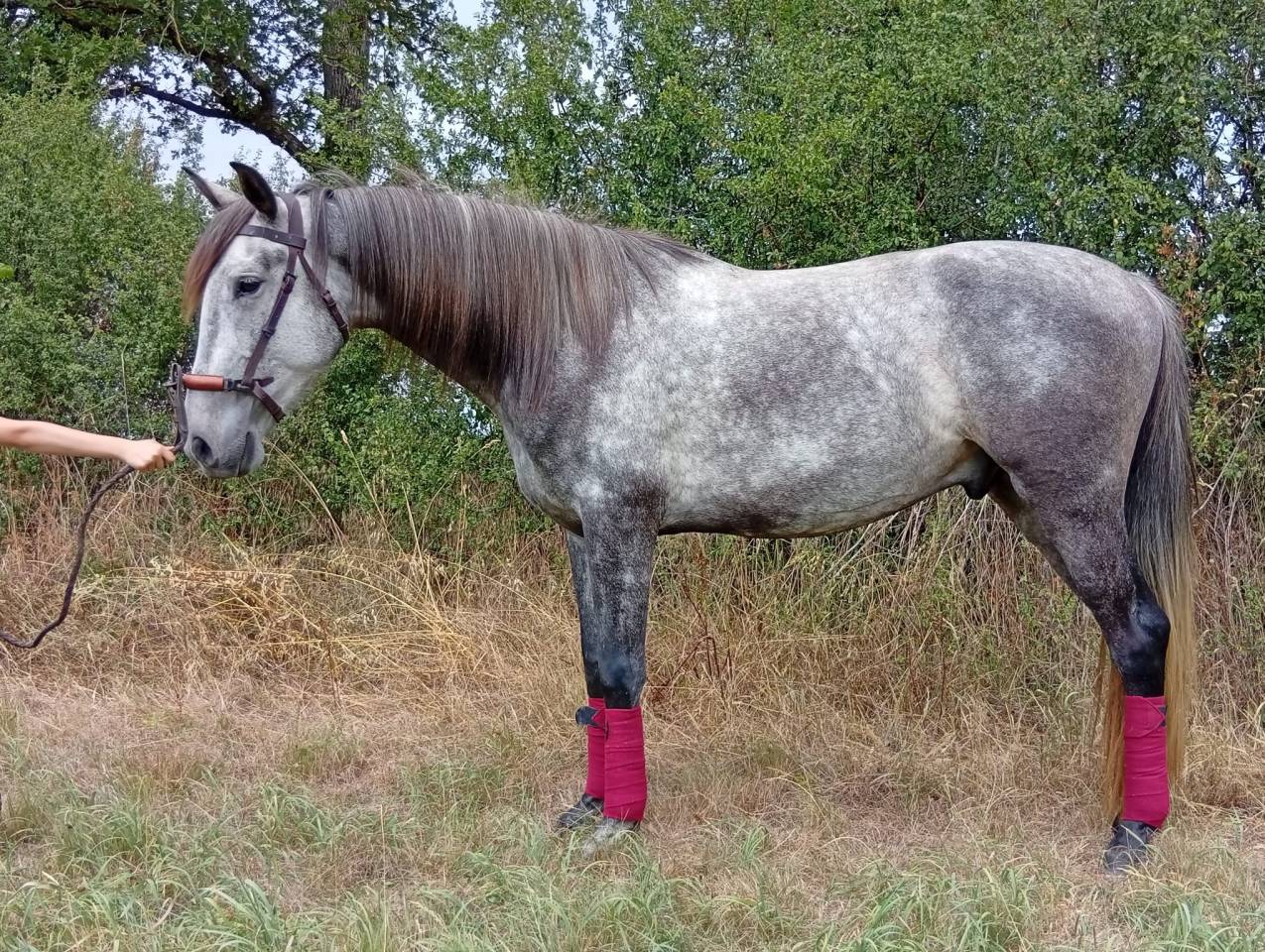 Gelding Origin Recorded For sale 2021 Grey