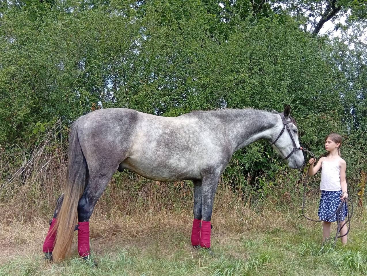 Gelding Origin Recorded For sale 2021 Grey