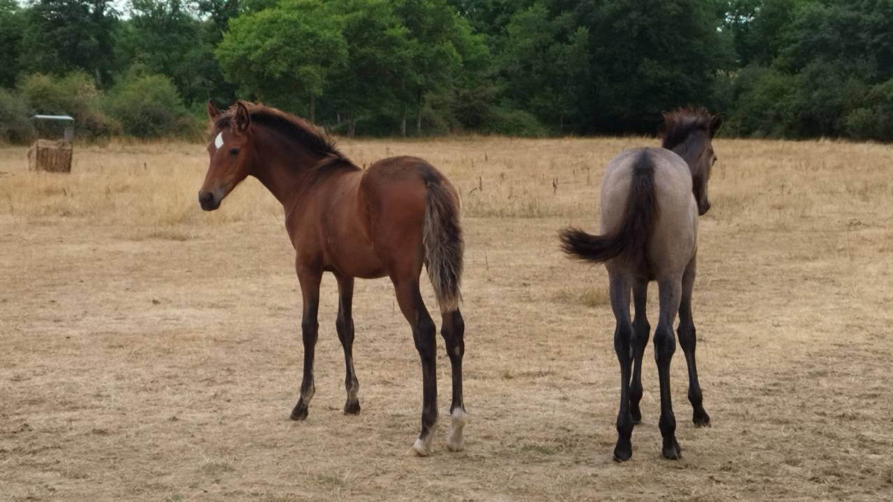 Filly PRE Pure Spanish Bred For sale 2025 Bay