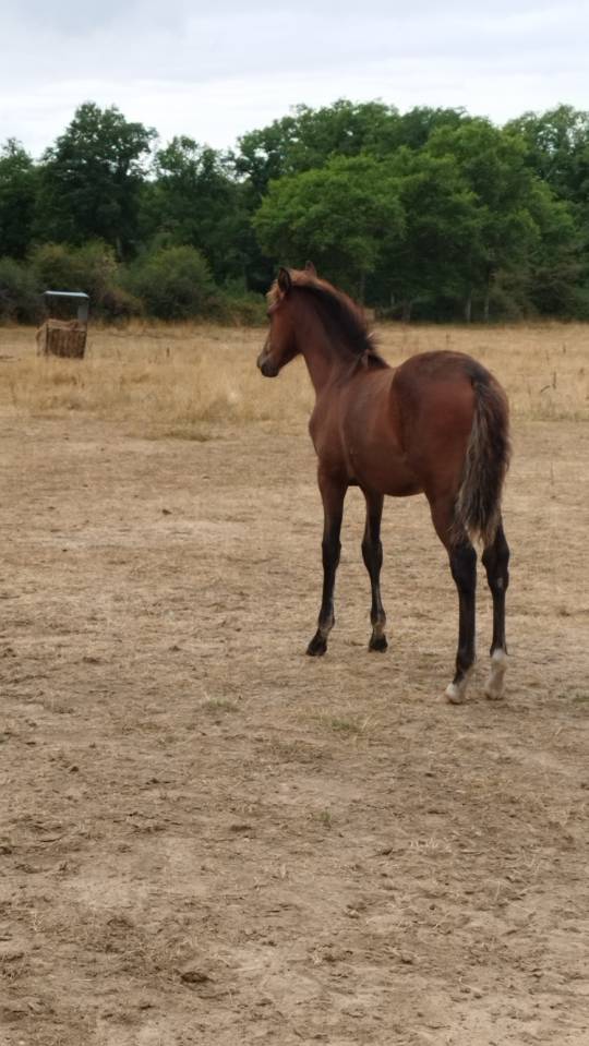 Filly PRE Pure Spanish Bred For sale 2025 Bay