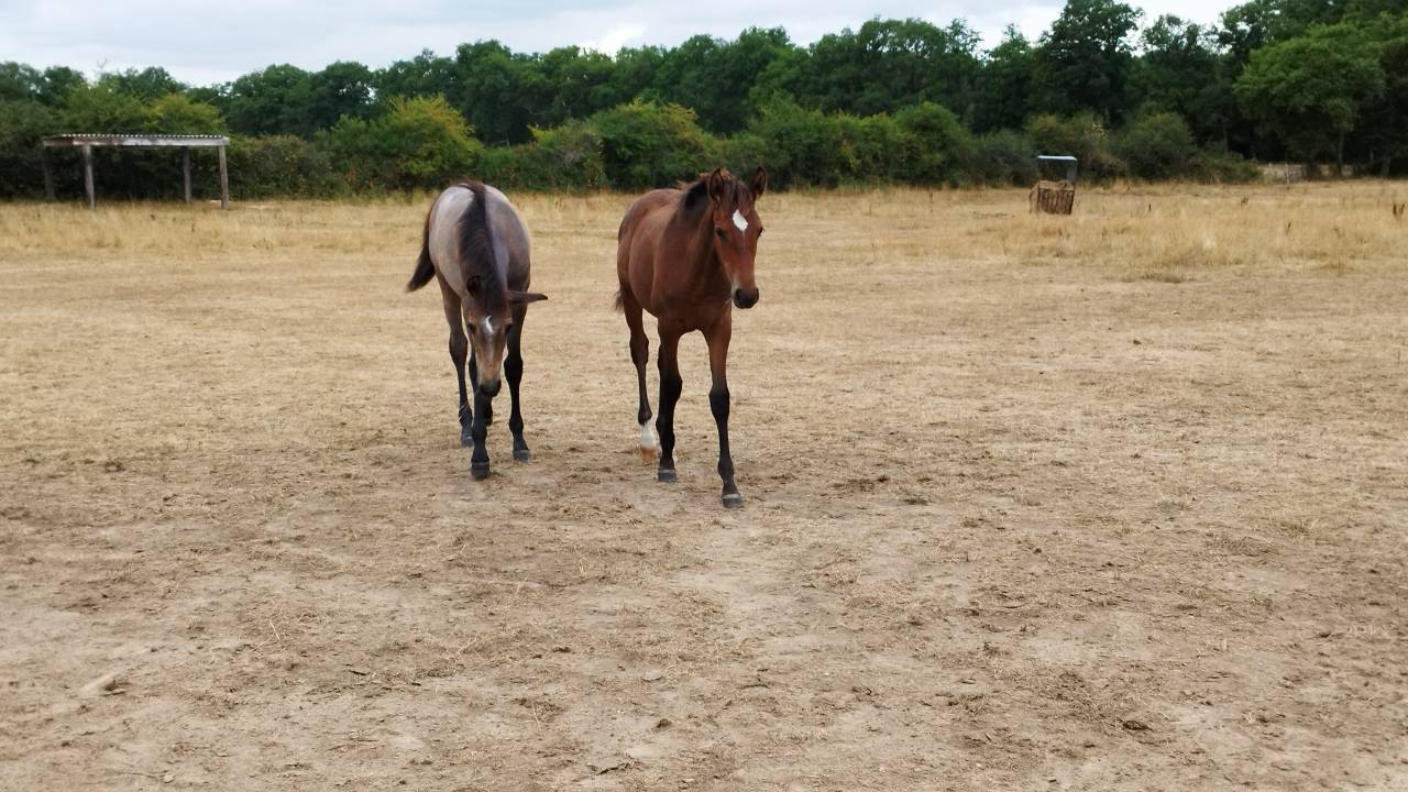 Filly PRE Pure Spanish Bred For sale 2025 Bay