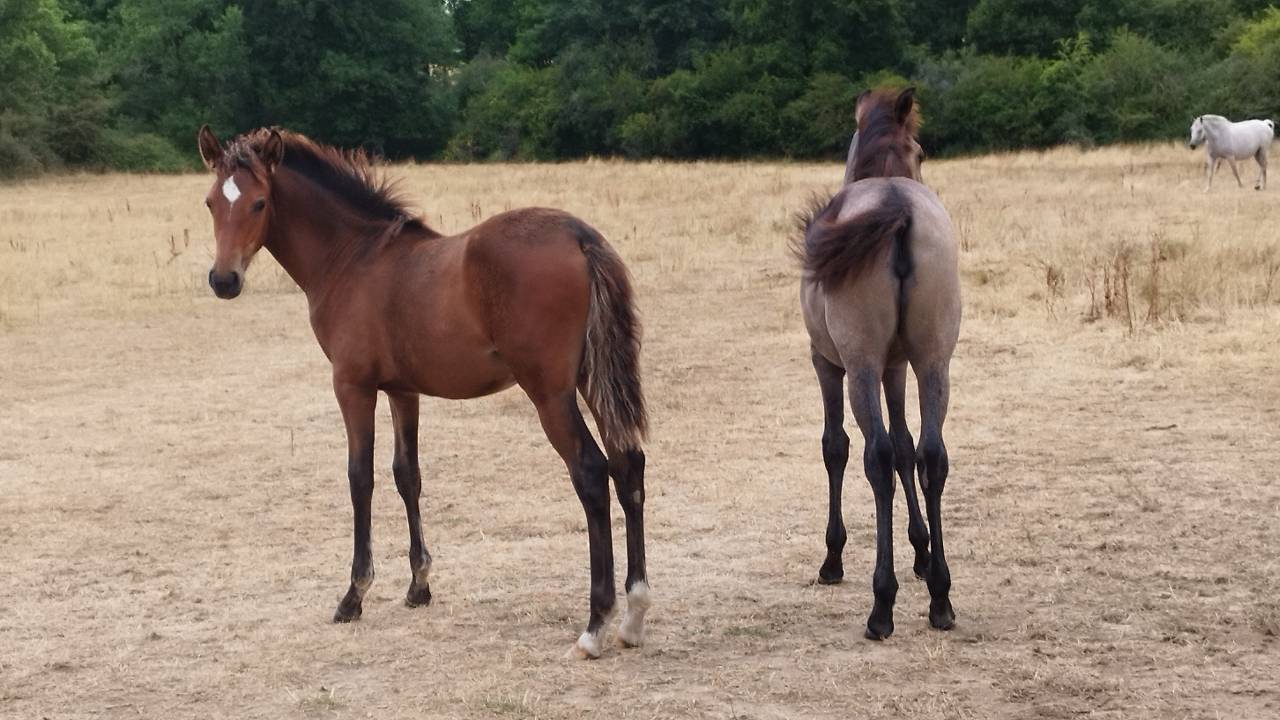 Filly PRE Pure Spanish Bred For sale 2025 Bay