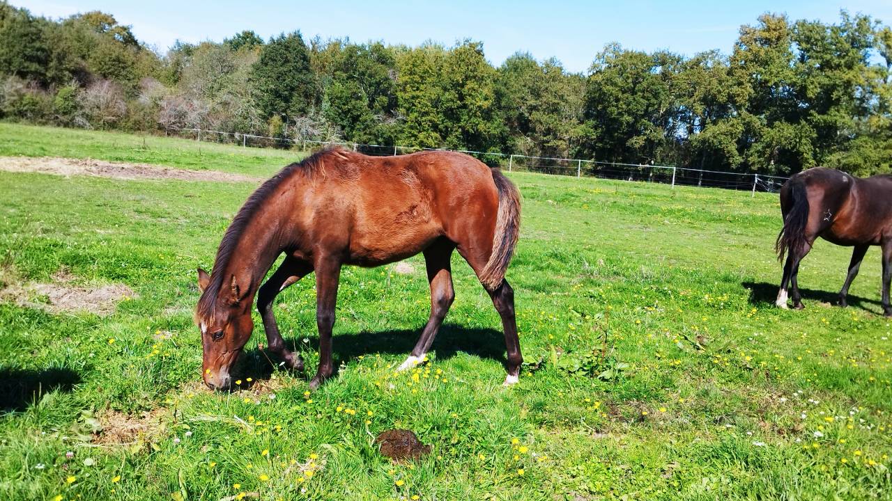 Filly PRE Pure Spanish Bred For sale 2025 Bay