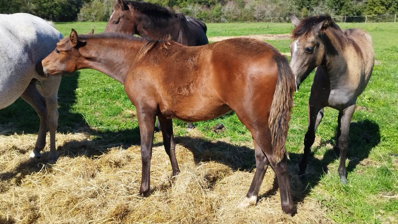 Filly PRE Pure Spanish Bred For sale 2025 Bay