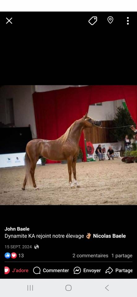 Dynamite KA - Arabian 2019