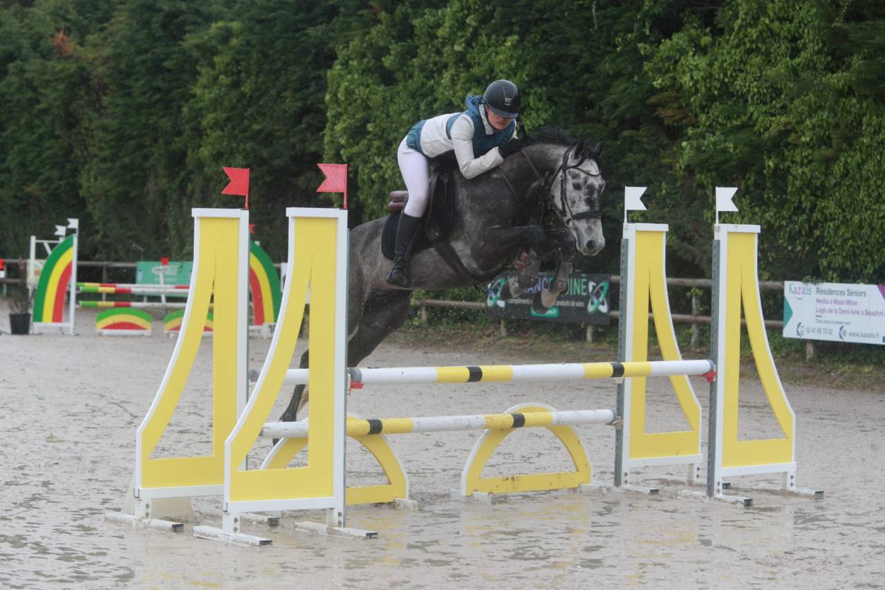 Gelding Origin Recorded For sale 2017 Grey