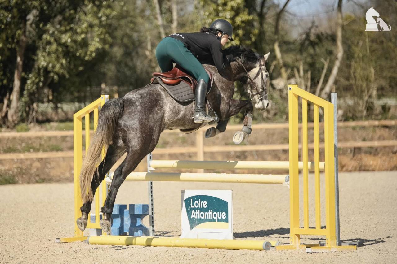 Gelding Origin Recorded For sale 2017 Grey