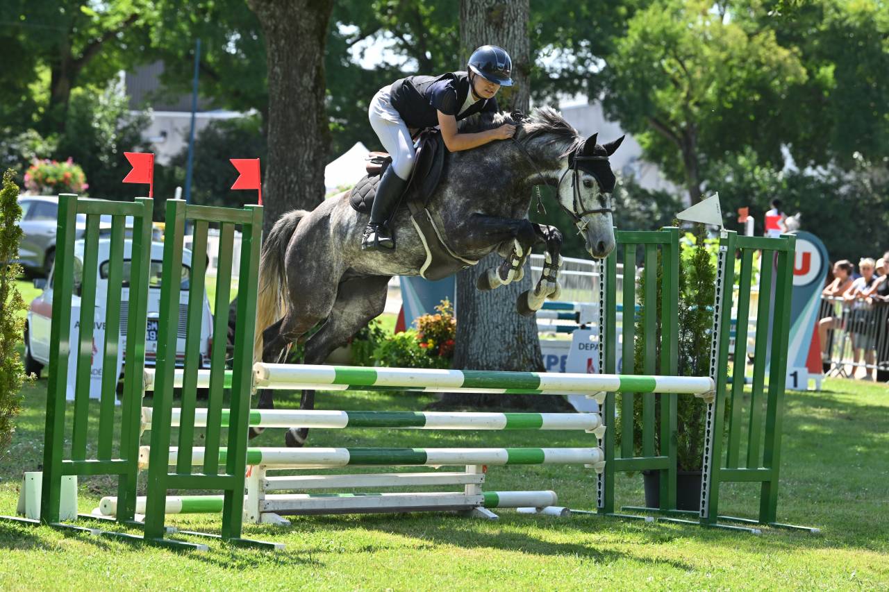 Gelding Origin Recorded For sale 2017 Grey