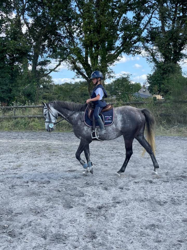 Gelding Origin Recorded For sale 2017 Grey