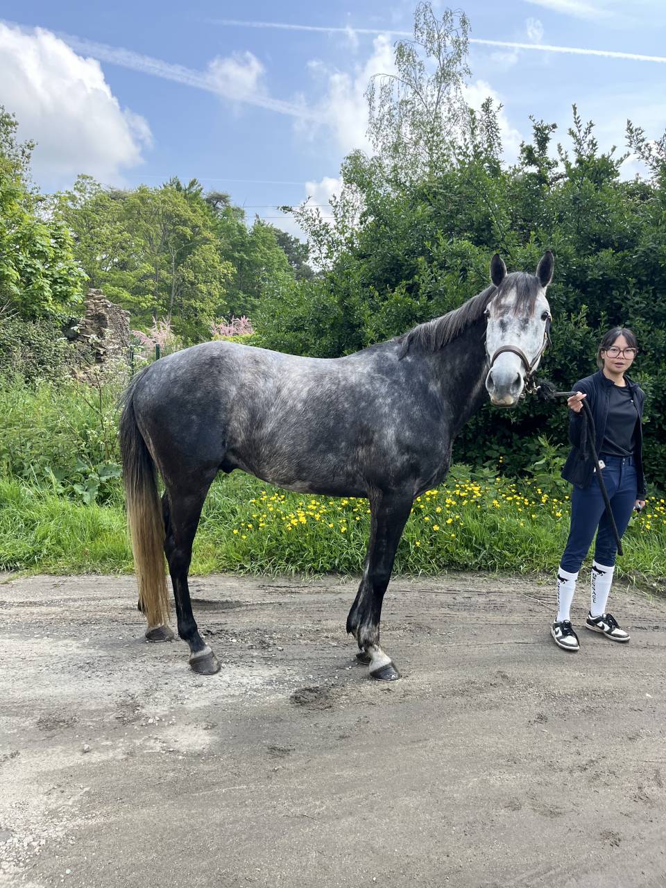 Gelding Origin Recorded For sale 2017 Grey