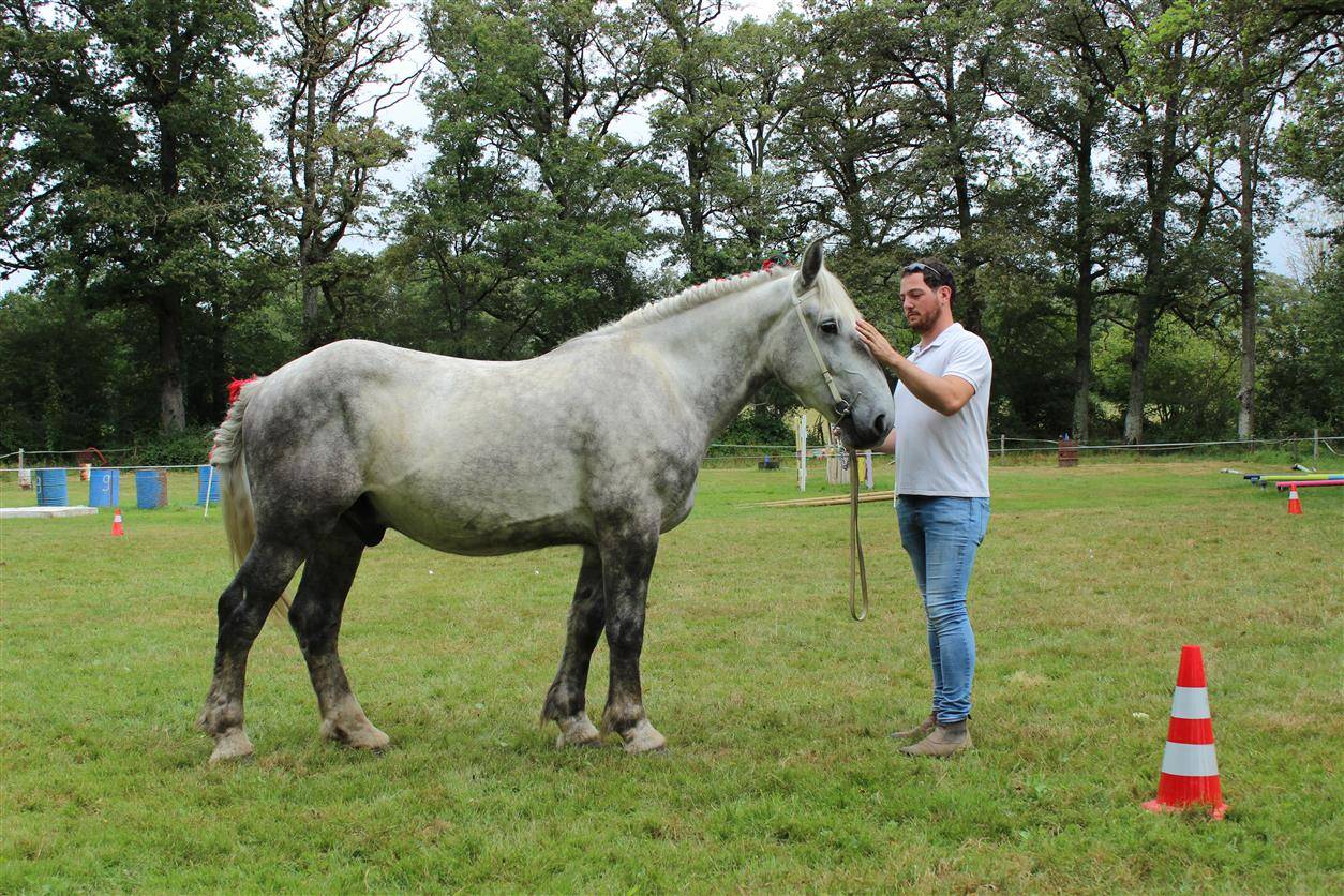 Gelding Percheron For sale 2021 Grey
