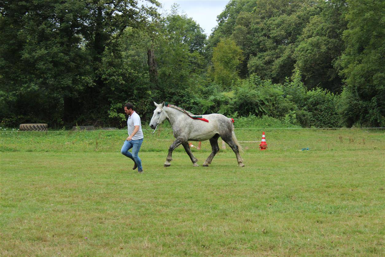 Gelding Percheron For sale 2021 Grey
