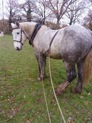 Gelding Percheron For sale 2021 Grey
