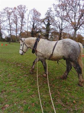 Gelding Percheron For sale 2021 Grey