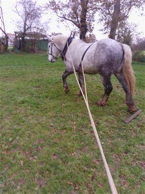 Gelding Percheron For sale 2021 Grey