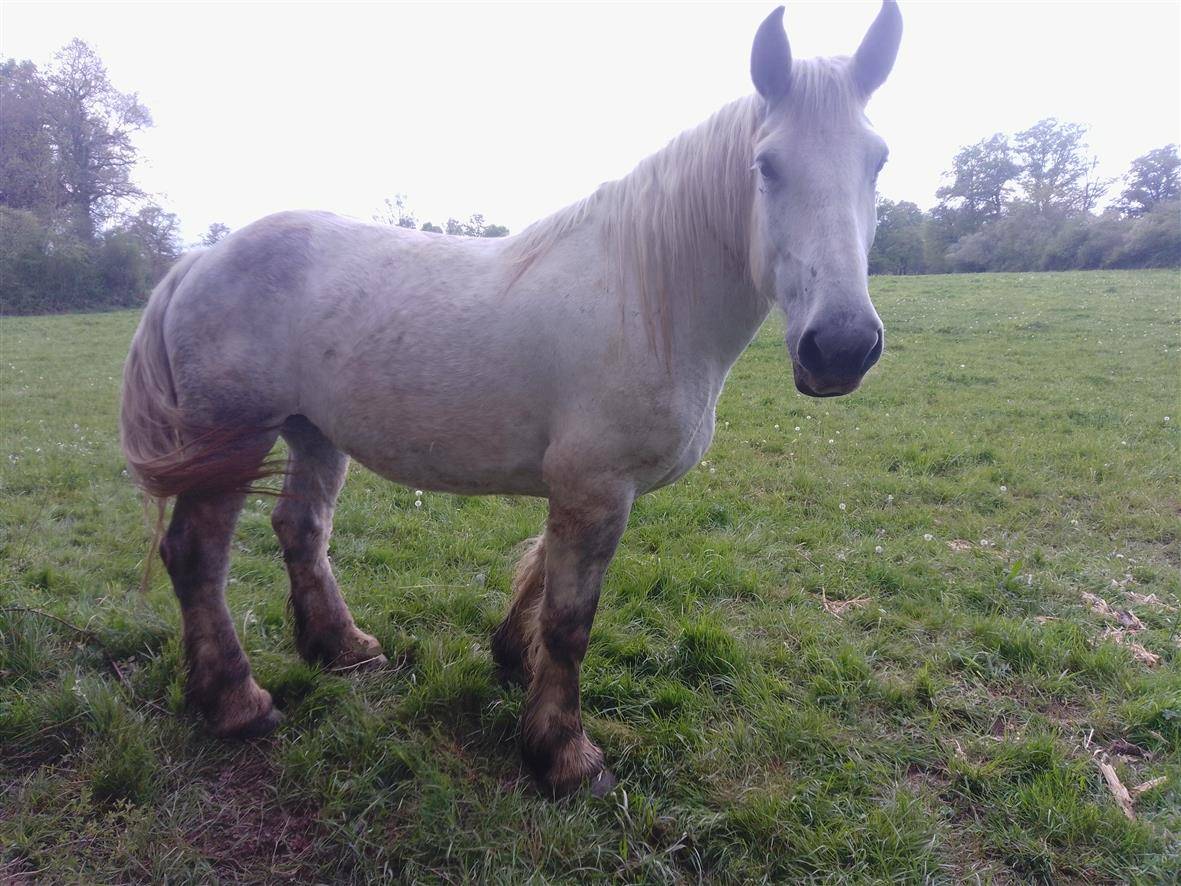 Mare Percheron For sale 2019 Grey