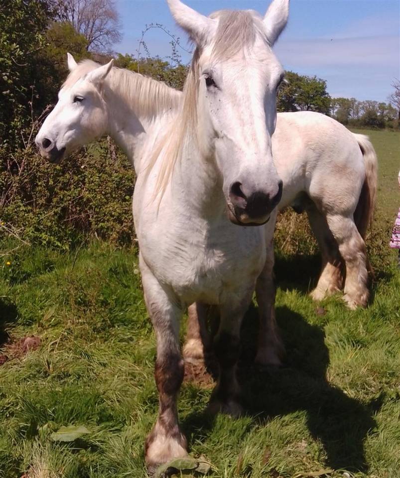 Mare Percheron For sale 2019 Grey