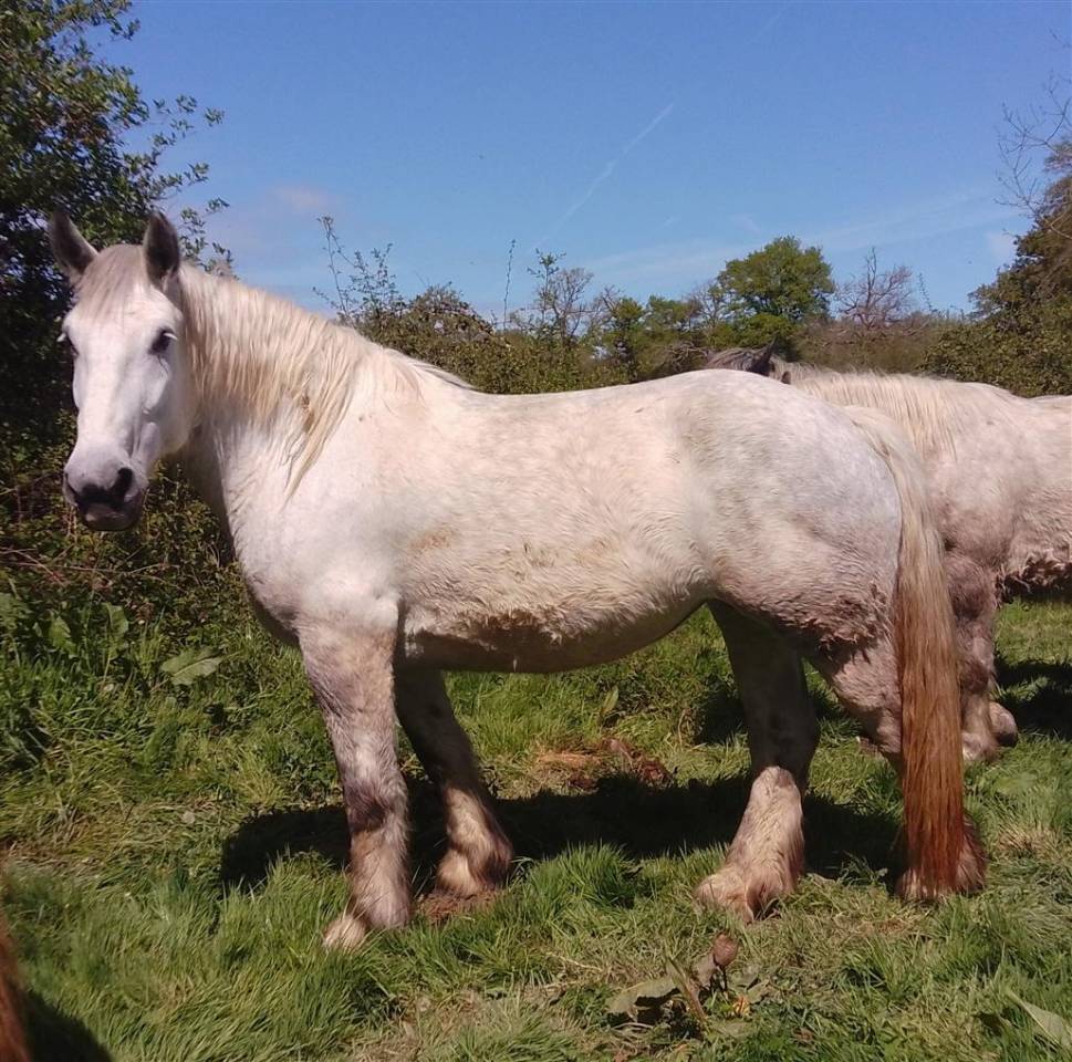Mare Percheron For sale 2019 Grey