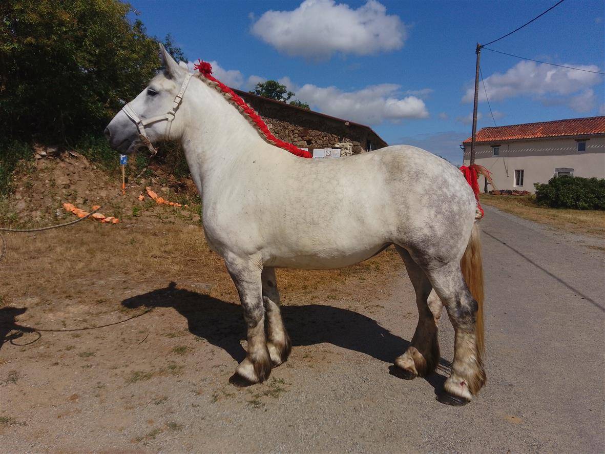 Mare Percheron For sale 2019 Grey