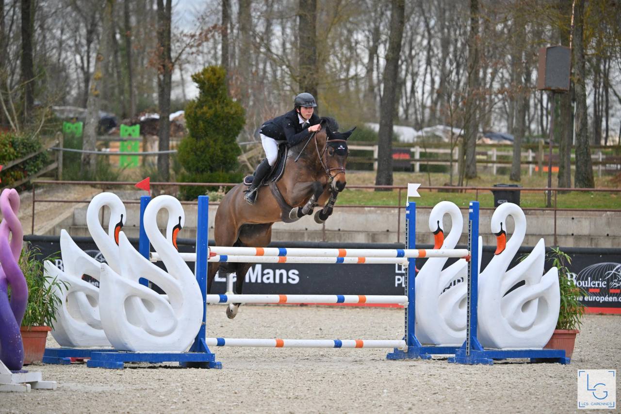 Mare KWPN Dutch Warmblood For sale 2016 Dark Bay