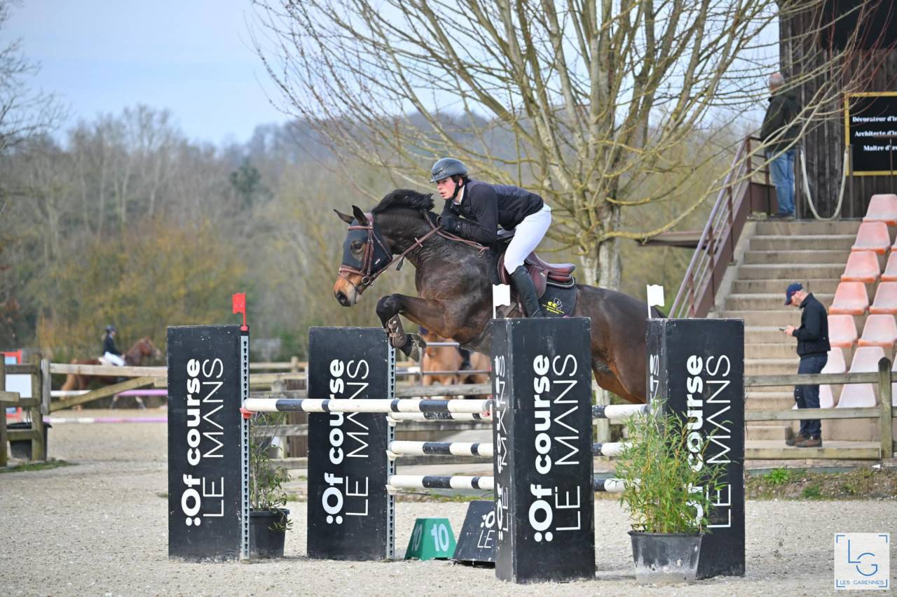 Mare KWPN Dutch Warmblood For sale 2016 Dark Bay