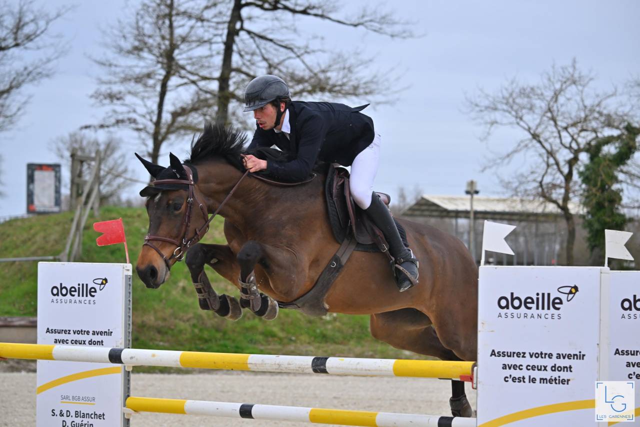 Mare KWPN Dutch Warmblood For sale 2016 Dark Bay
