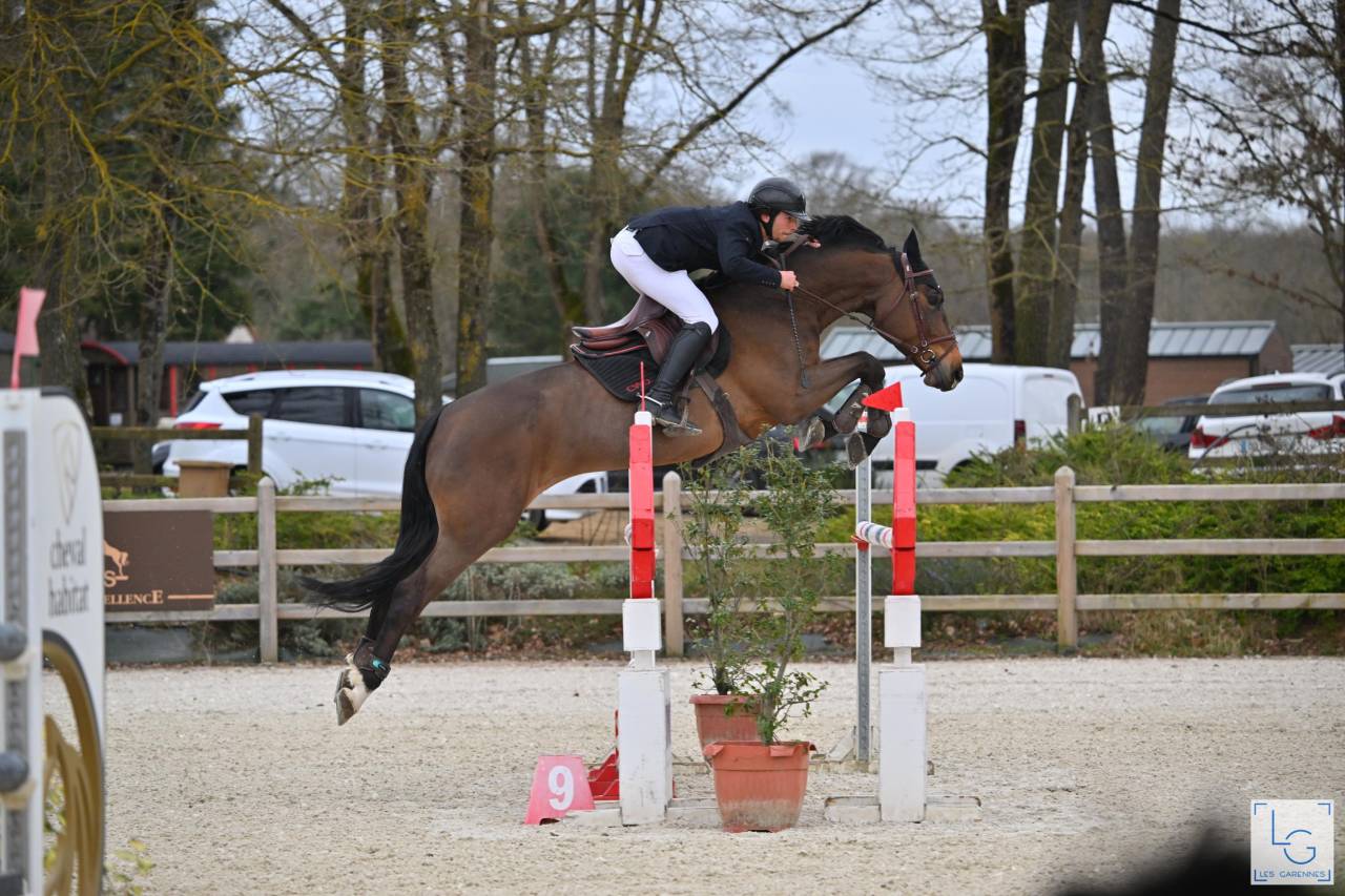 Mare KWPN Dutch Warmblood For sale 2016 Dark Bay