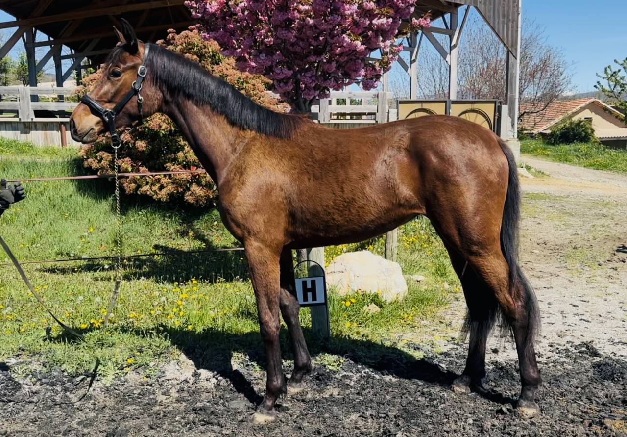 Filly AES Anglo European Studbook For sale 2023 Bay