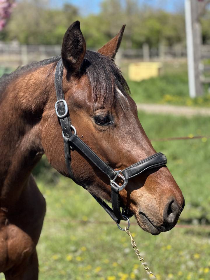 Filly AES Anglo European Studbook For sale 2023 Bay