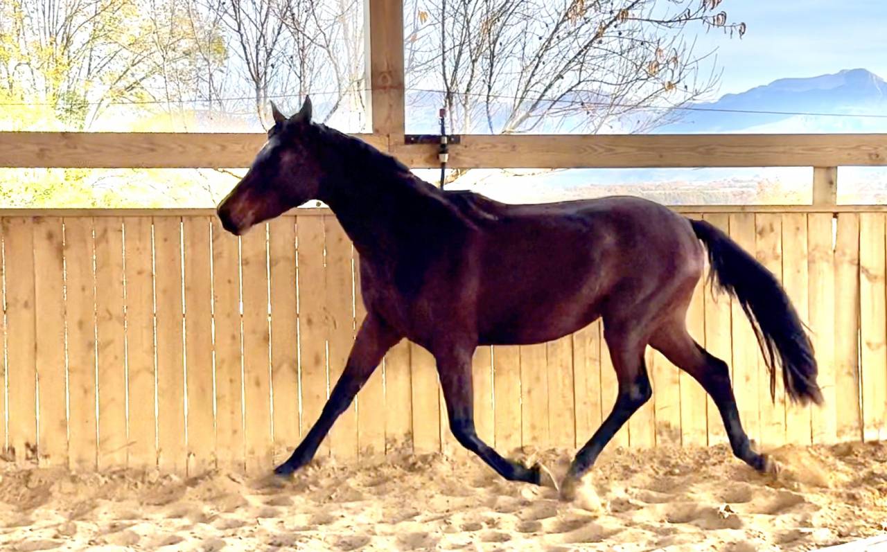 Filly AES Anglo European Studbook For sale 2023 Bay