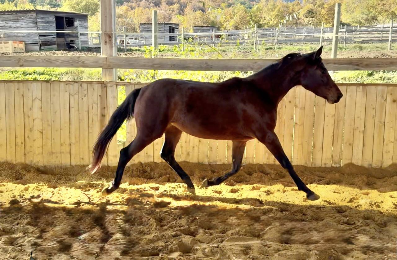 Filly AES Anglo European Studbook For sale 2023 Bay