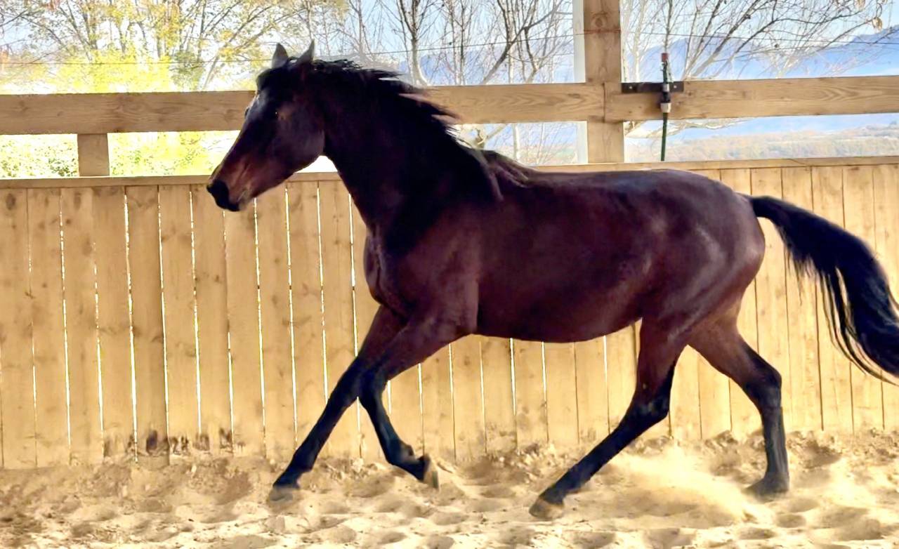 Filly AES Anglo European Studbook For sale 2023 Bay