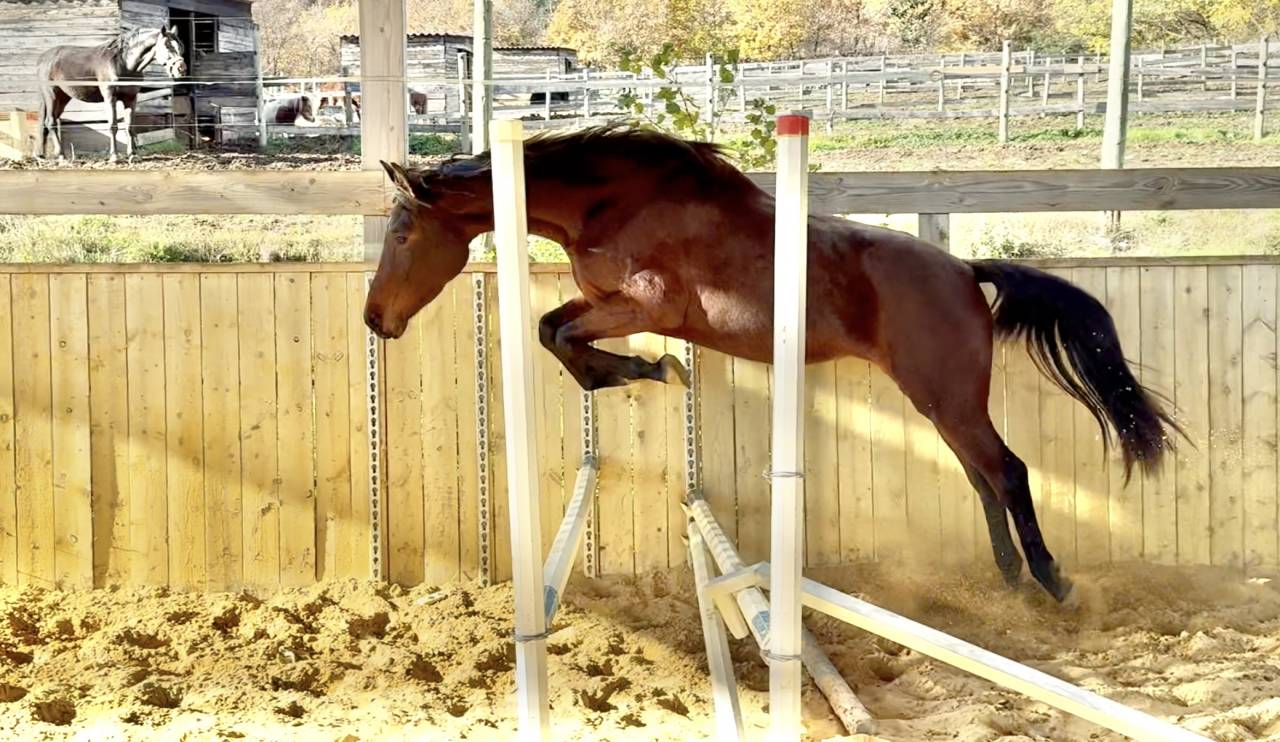 Filly AES Anglo European Studbook For sale 2023 Bay