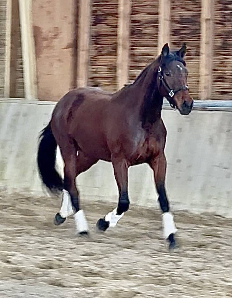 Filly AES Anglo European Studbook For sale 2023 Bay