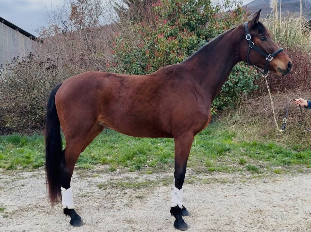Filly AES Anglo European Studbook For sale 2023 Bay