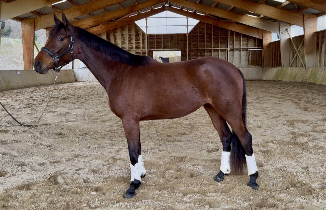 Filly AES Anglo European Studbook For sale 2023 Bay