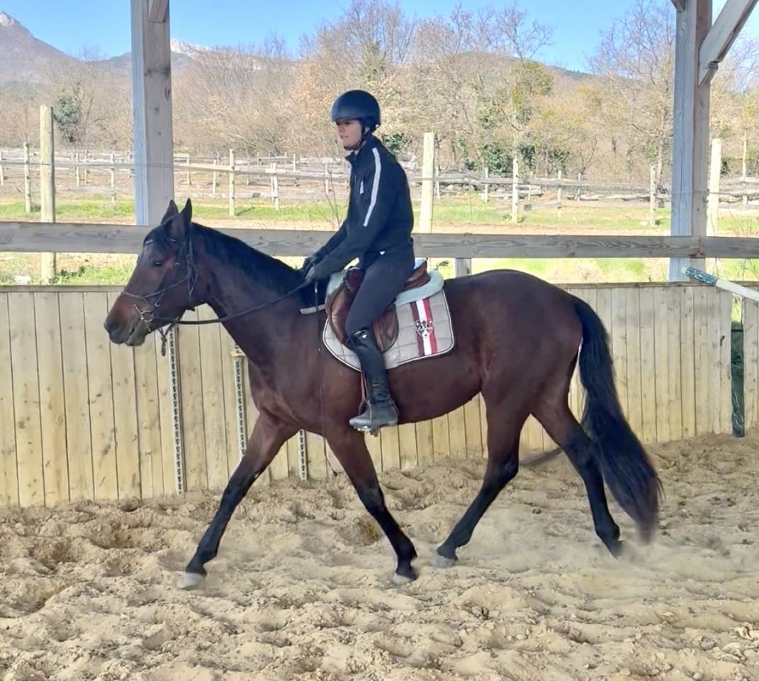 Filly AES Anglo European Studbook For sale 2023 Bay