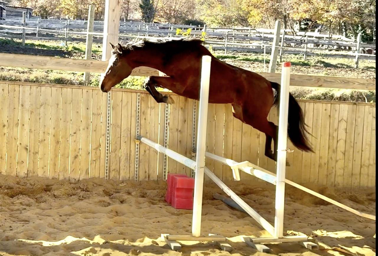 Filly AES Anglo European Studbook For sale 2023 Bay