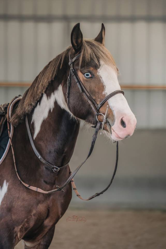 Made in dreams day - AES Anglo European Studbook 2022