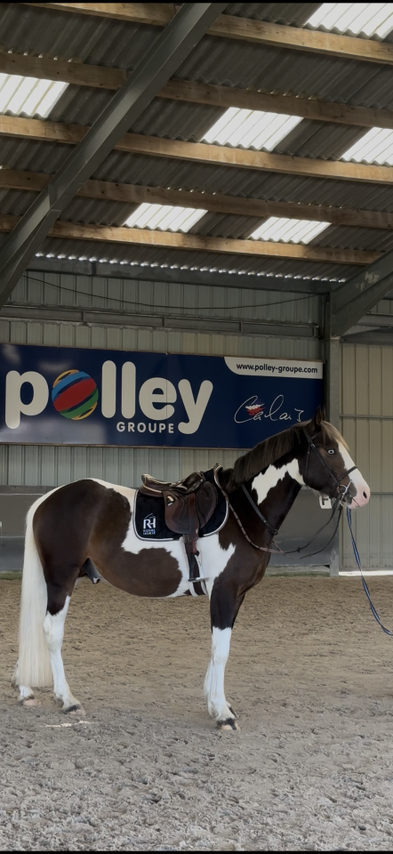 Made in dreams day - AES Anglo European Studbook 2022