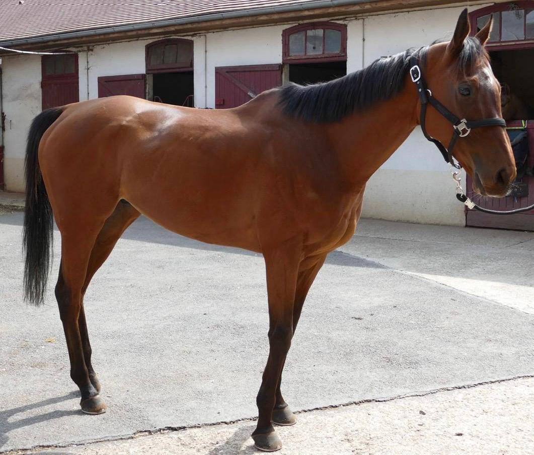 Gelding Thoroughbred For sale 2015 Dark Bay
