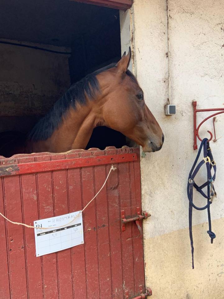 Gelding Thoroughbred For sale 2015 Dark Bay