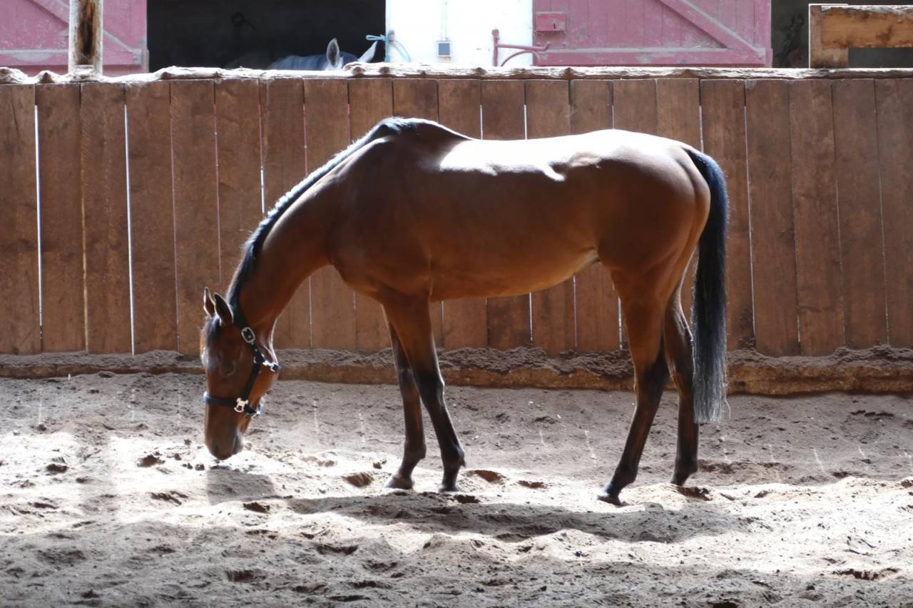 Gelding Thoroughbred For sale 2015 Dark Bay