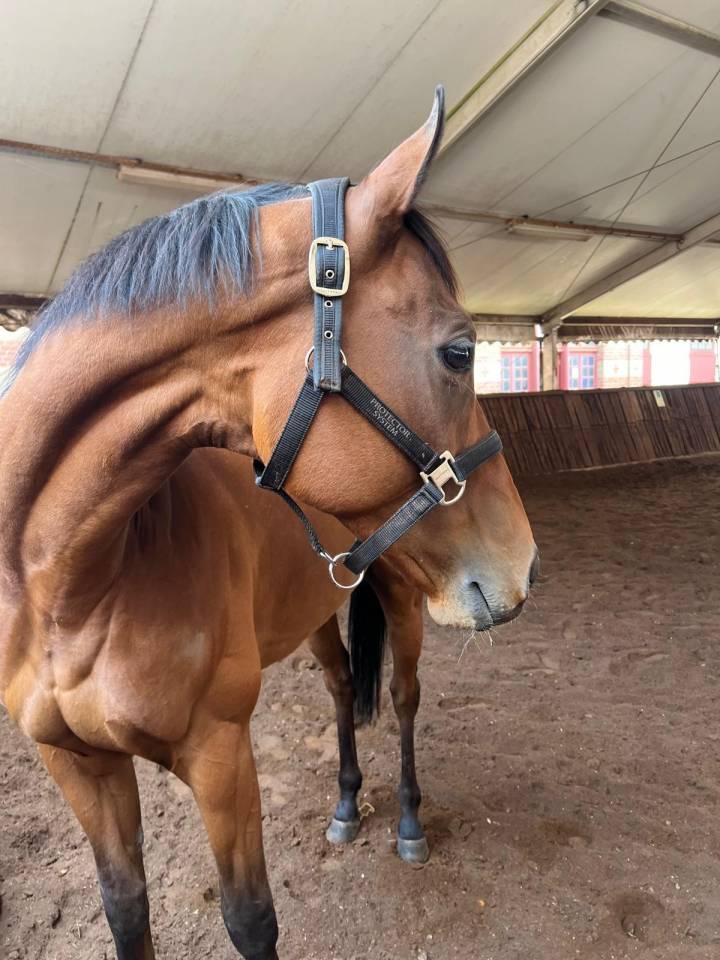 Gelding Thoroughbred For sale 2015 Dark Bay