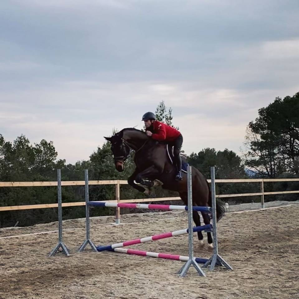 Gelding Oldenburg For sale 2012 Bay