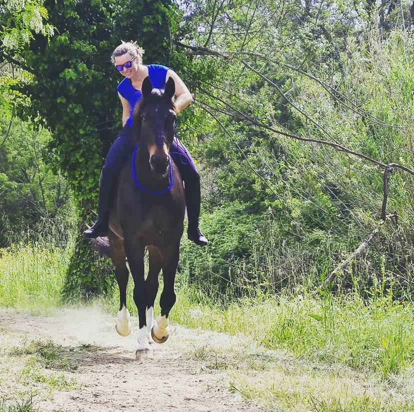 Gelding Oldenburg For sale 2012 Bay