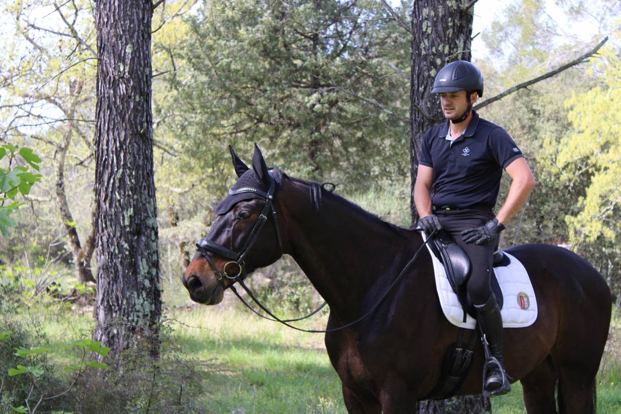 Gelding Oldenburg For sale 2012 Bay