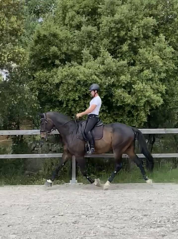 Gelding Oldenburg For sale 2012 Bay