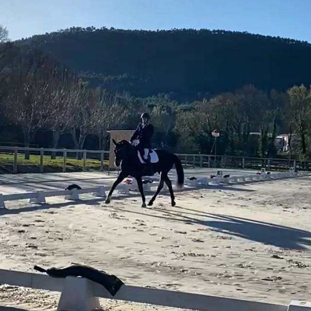 Mare Oldenburg For sale 2012 Bay