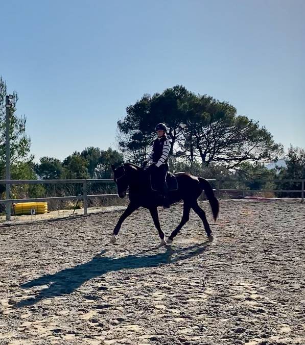 Mare Oldenburg For sale 2012 Bay